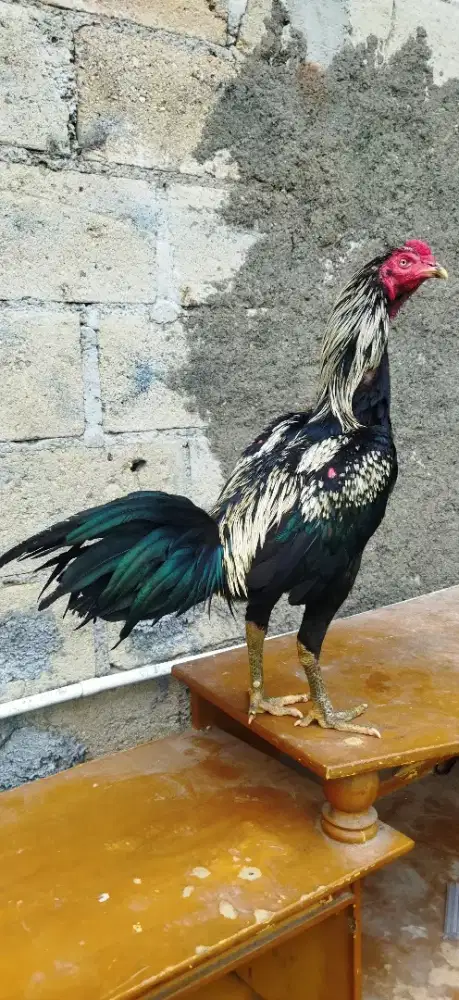 Ayam Bangkok jalak