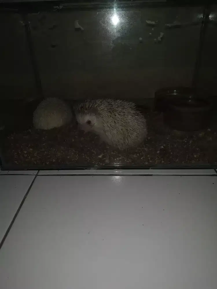 Landak Mininya only 350.000 per pasang dgn Jantan ALBINO