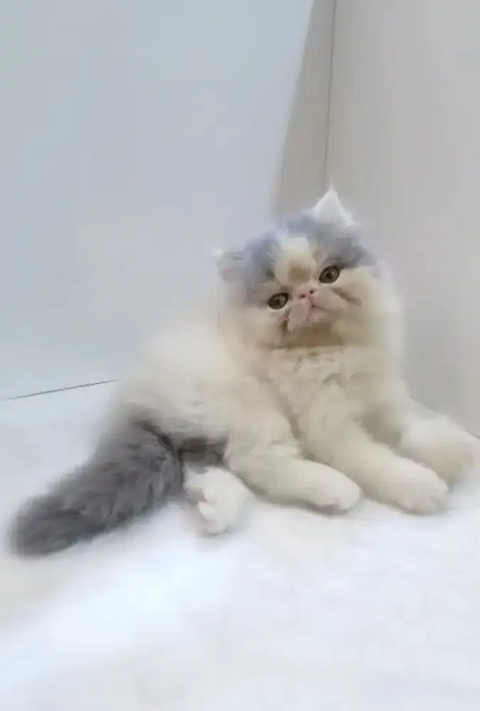 Kucing Persia Peaknose