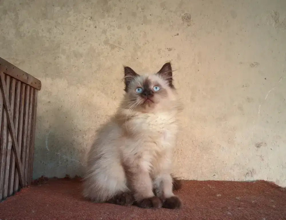 Kitten Himalaya