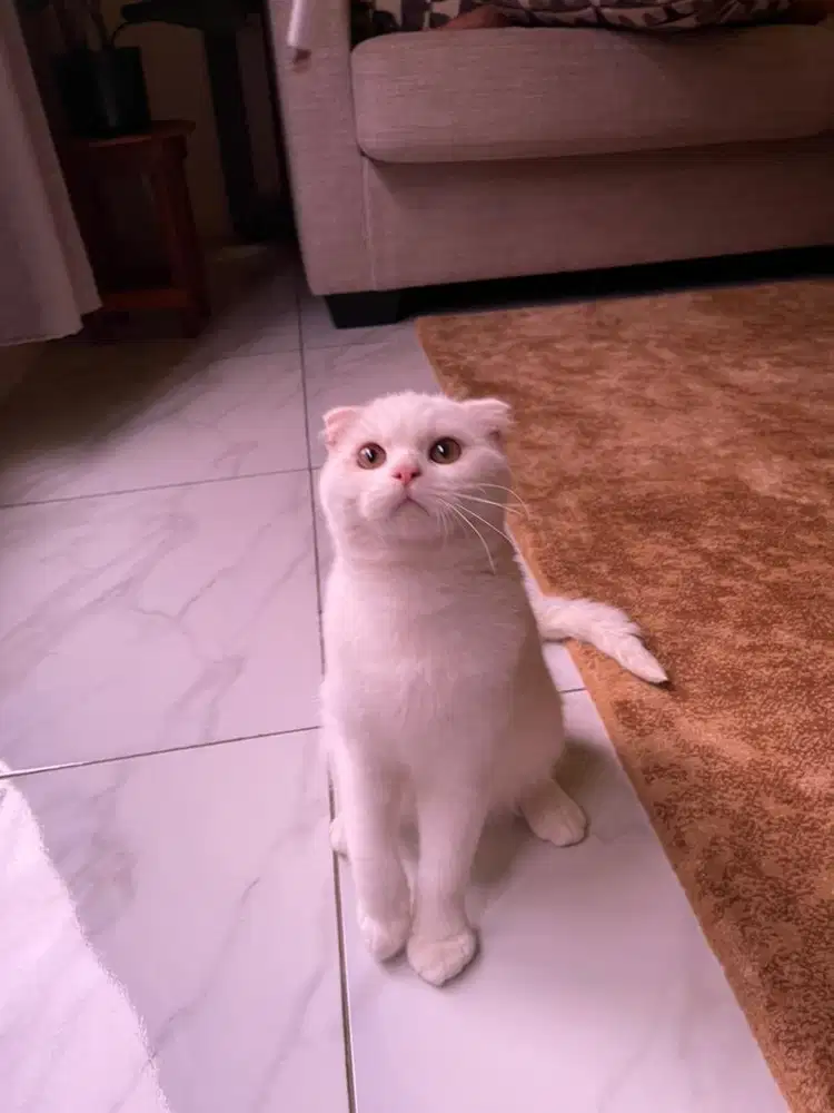 Scottish Fold Jantan White Solid-