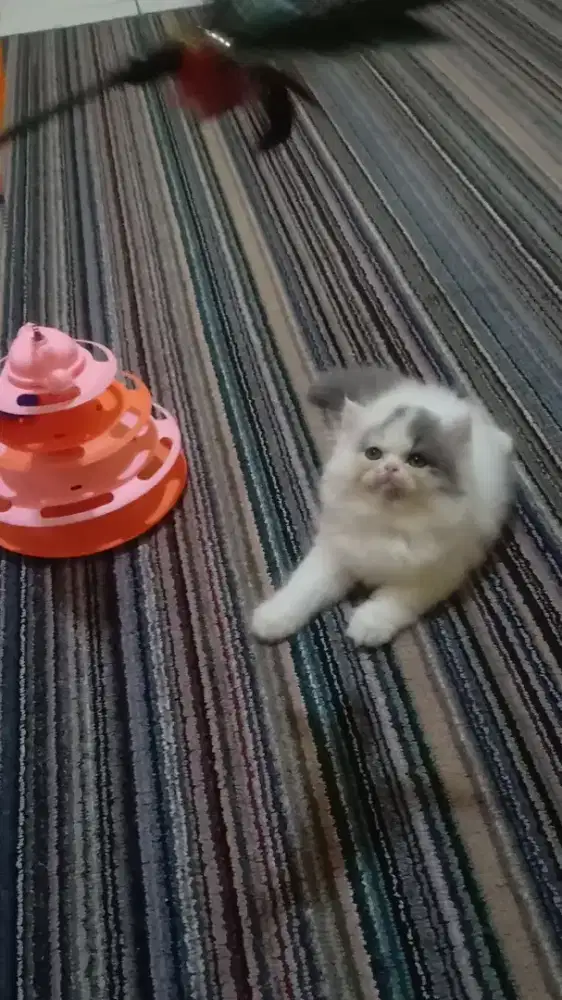 Kucing Persia Flatnose