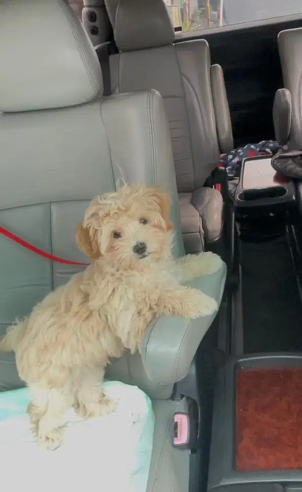 Anjing Maltipoo poodle shitzu mini pom