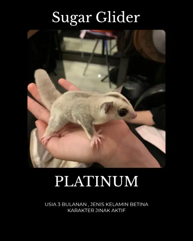 Sugar Glider Platinum
