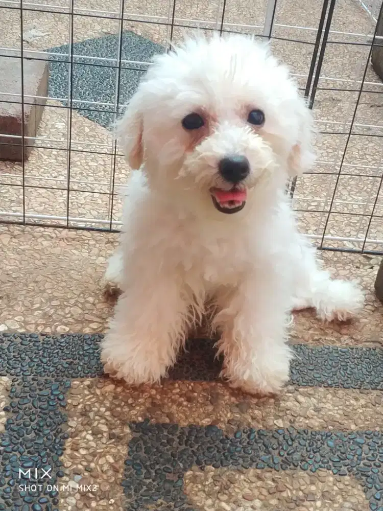 Jual Calon Indukan Bichon