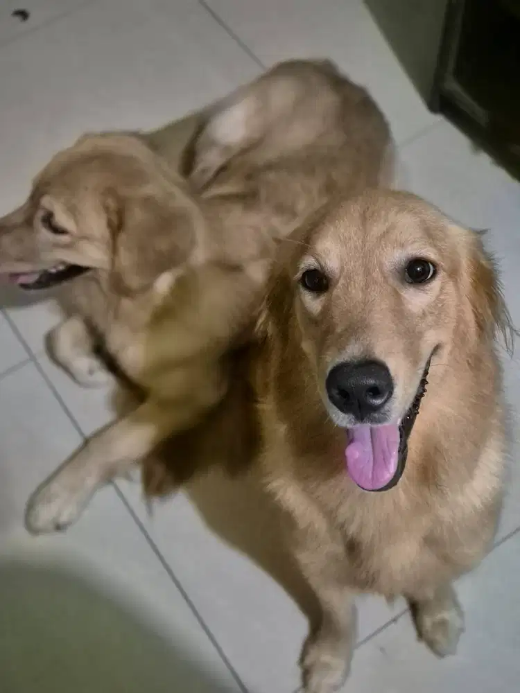 Golden Retriver Betina