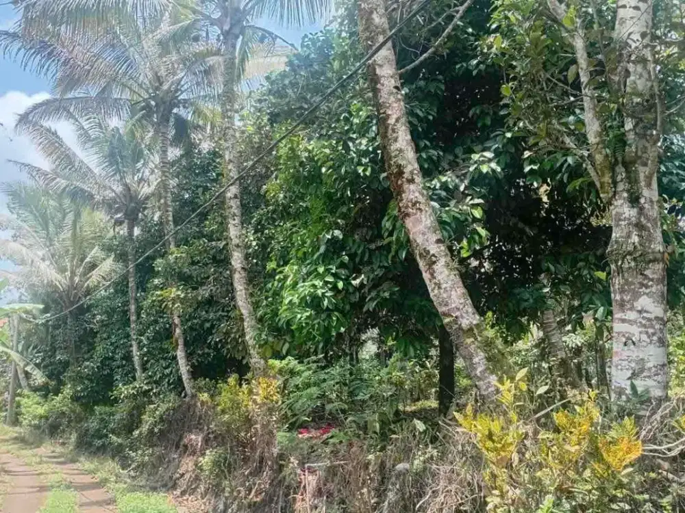 jual kebun durian pupuan Tabanan