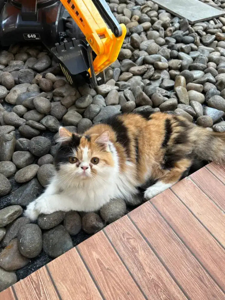 Dijual Kucing Betina Flatnose Longhair Calico usia 10 bulan