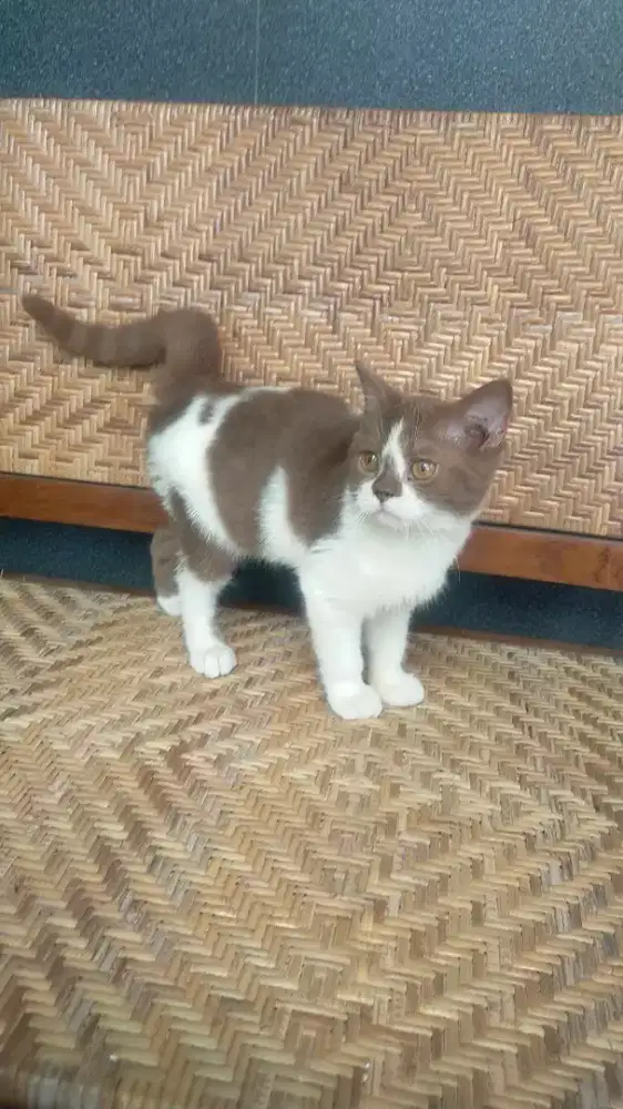 BSH Cinamon jantan