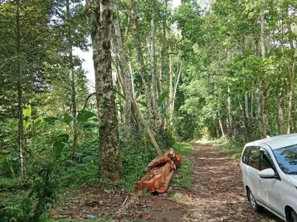 jual tanah kebun penebel Tabanan bali