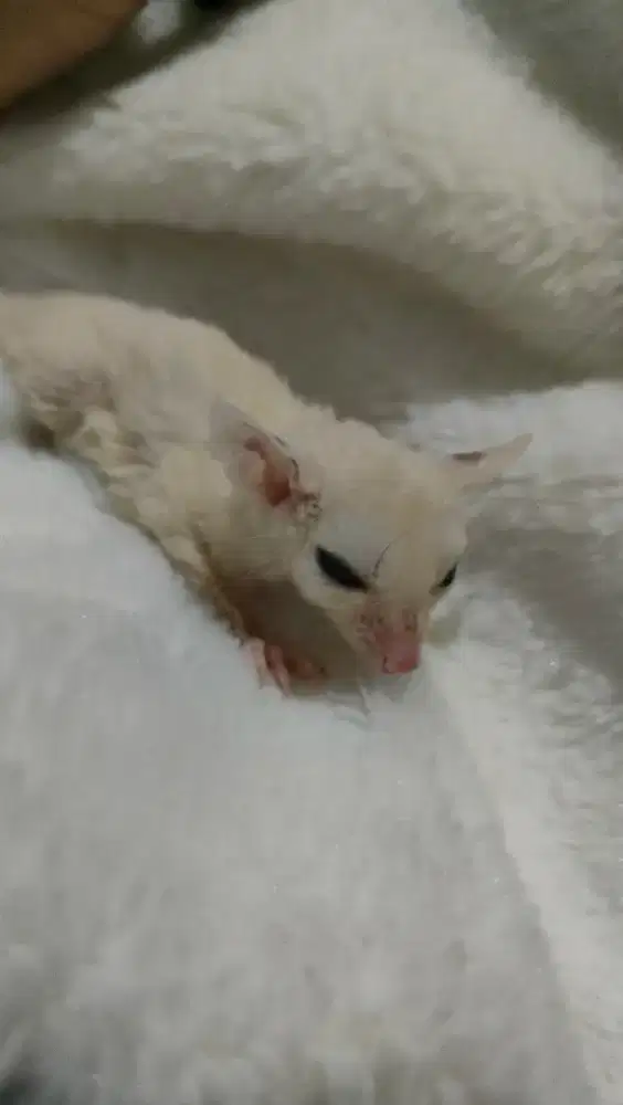 sugar glider leu betina