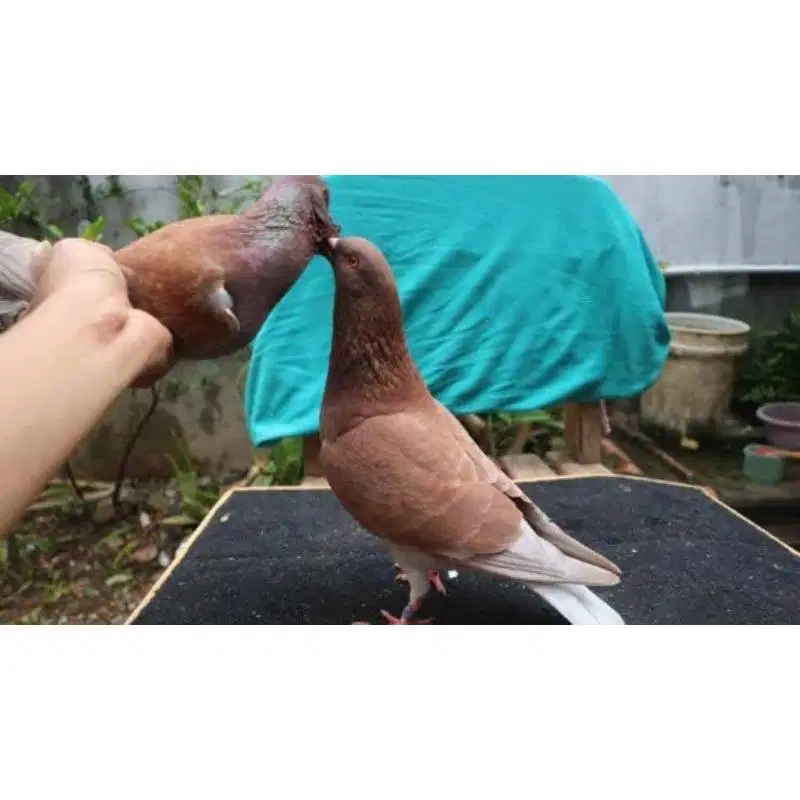 Jual merpati pasangan giring keket