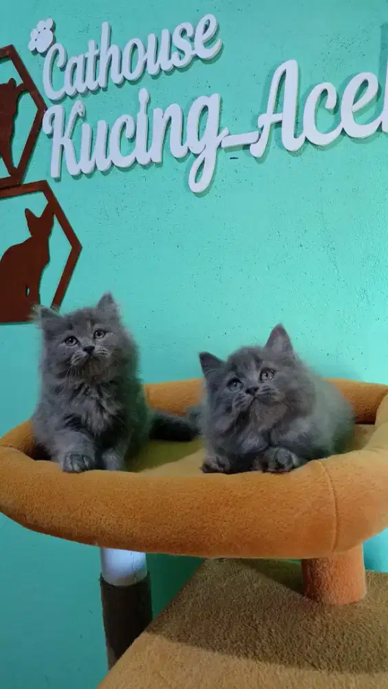 Kitten Persia super kualiti