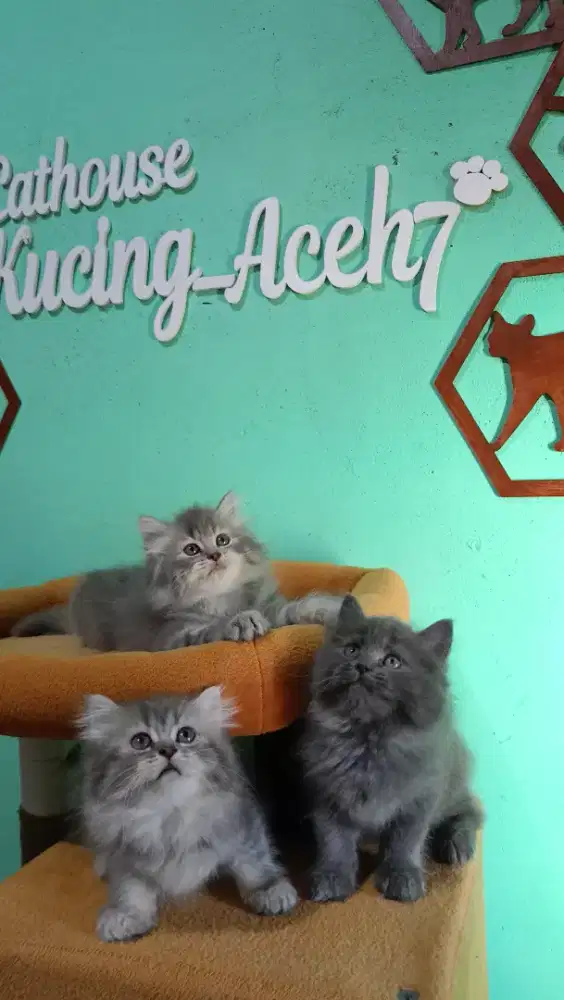 Kitten Persia super kualiti