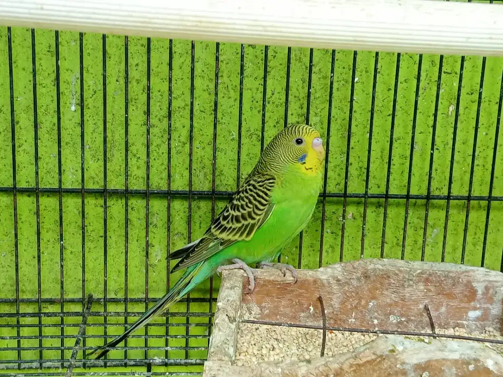 Burung Parkit 1 Ekor