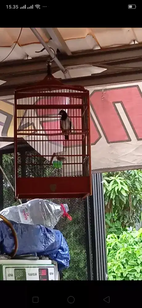 jaksu gacor dooor mulus bodi besar jantan
