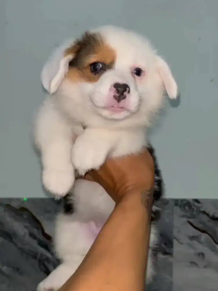 Corgi betina cantik