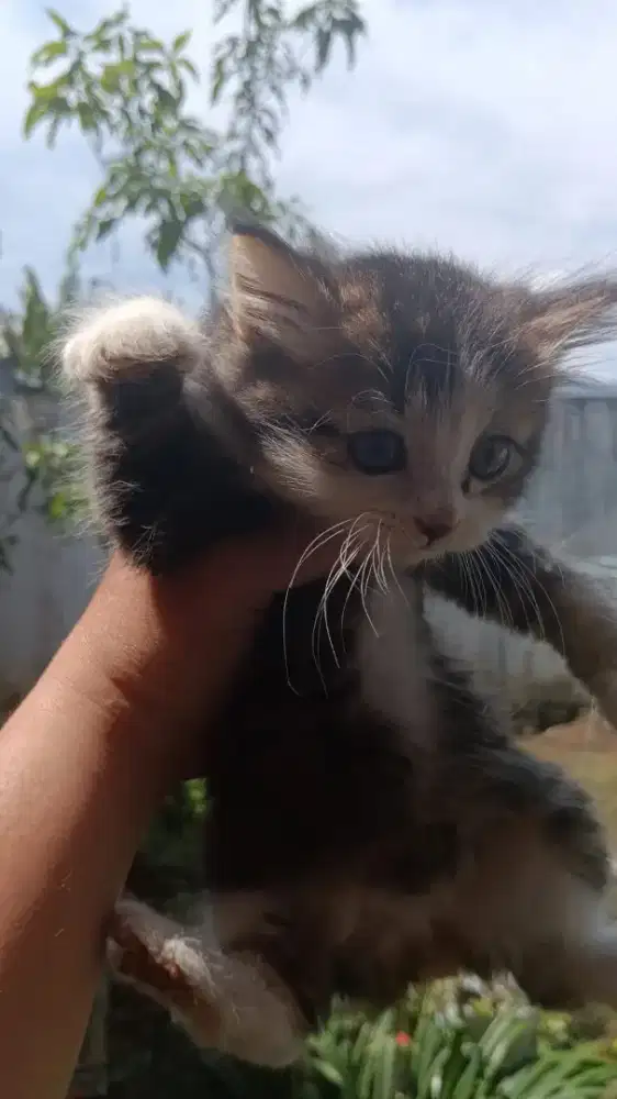 Kucing Persia Calico