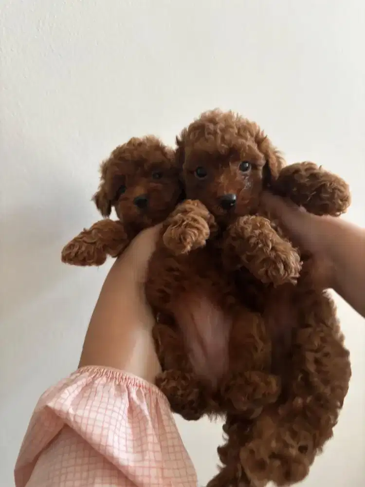 Open Adopt Red Toy Poodle