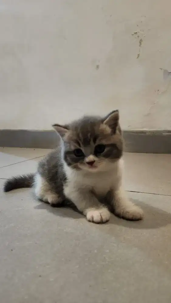 kitten Lucu / Anak Kucing