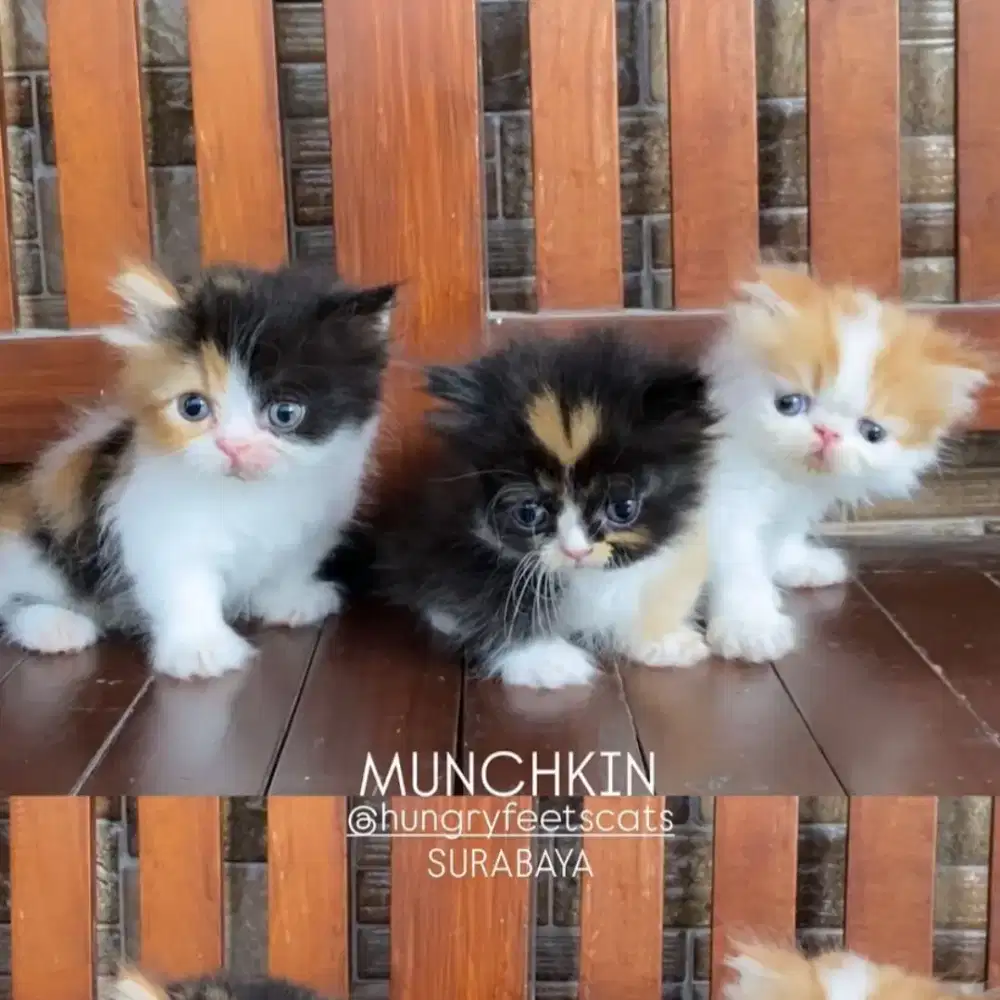 KUCING MUNCHKIN (KAKI PENDEK/CEBOL)