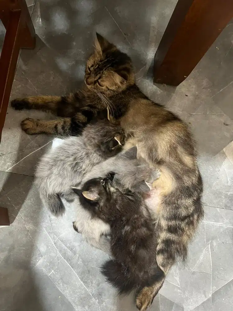 Kucing kitten persia