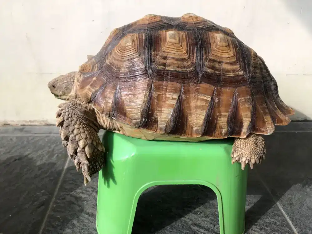 Kura kura sulcata betina 29-30 cm