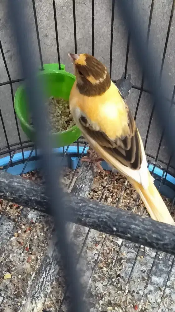 Burung kenari wiksar