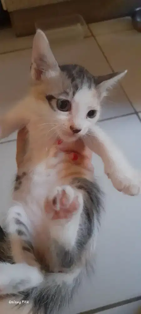 Anak kucing kampung