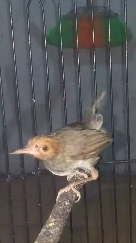 Burung perjak merah
