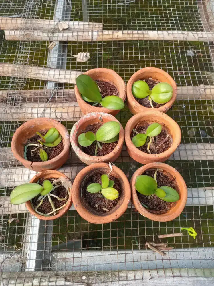 Bibit anggrek seedling bulan
