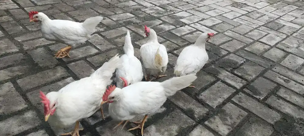 Ayam white leghorn Jantan