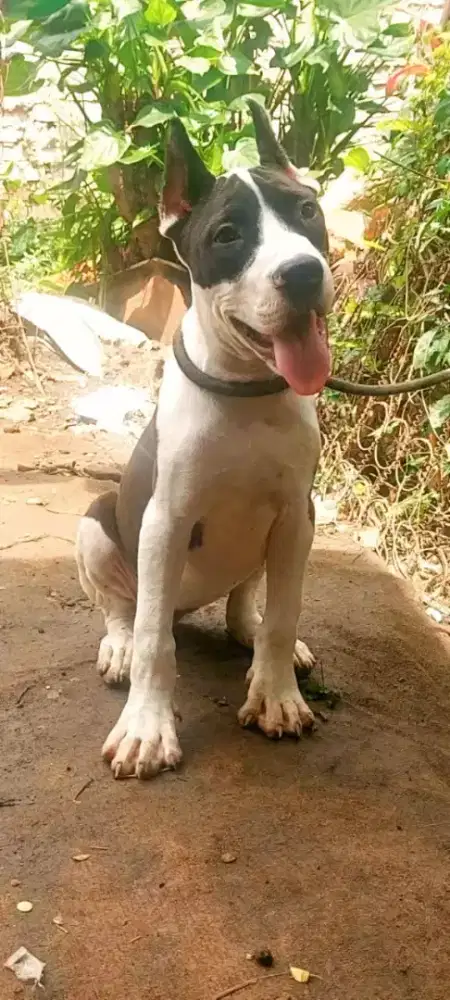 Pupies pitbull( bandung)