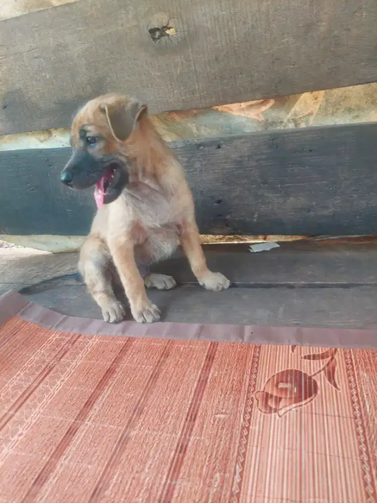 Anak anjing jaga