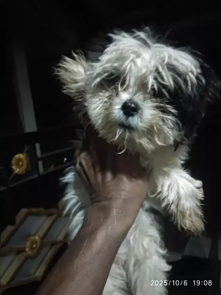 Pupies shitzu ( bojonggede bogor)