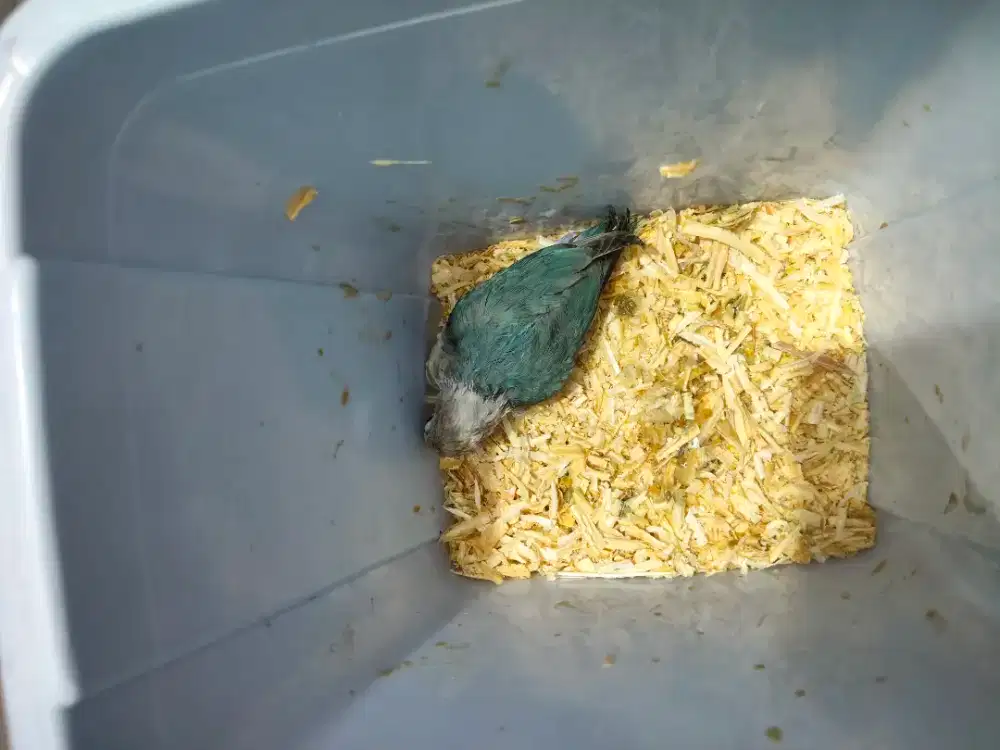 Lovebird lolohan cobal split pf