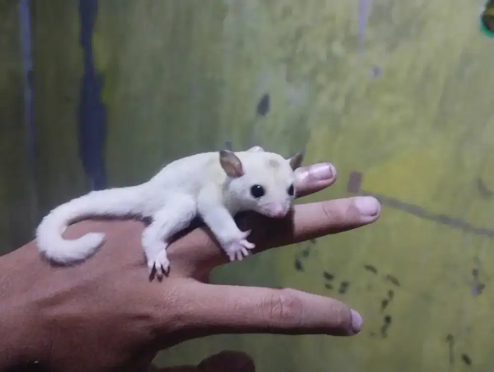 Sugar Glider platmos ( Platinum Mozaik ) DH Caramel Leucistic jantan