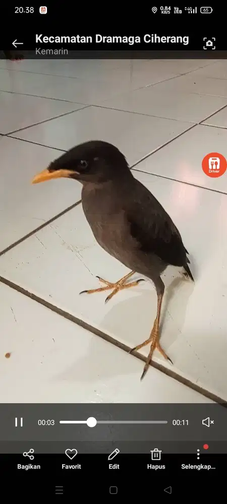 Jalak kebo mata putih