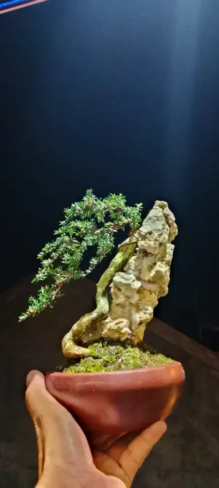 Bonsai serbin micro OTR panorma