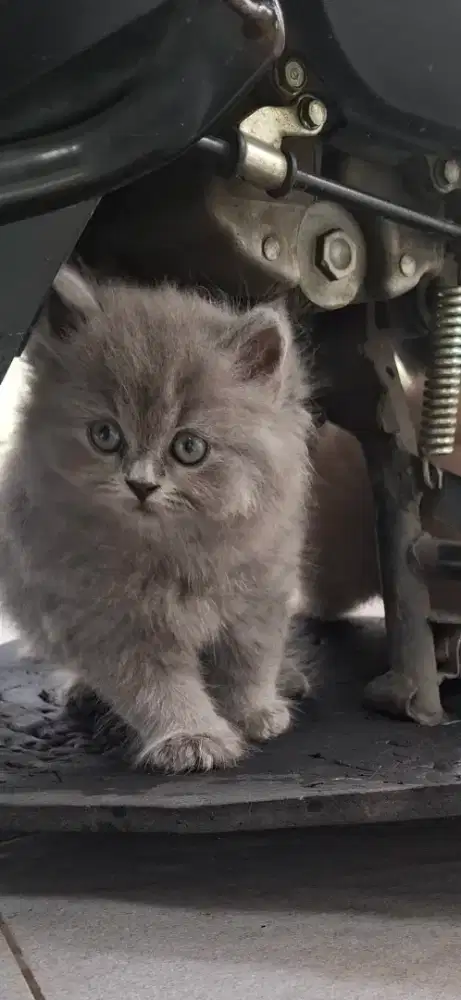 British longhair parent ped wcf umur 1 bulan 2 minggu