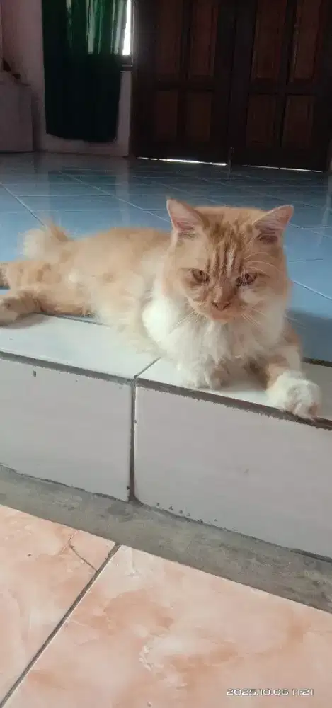 Kucing Persia induk + anak nya