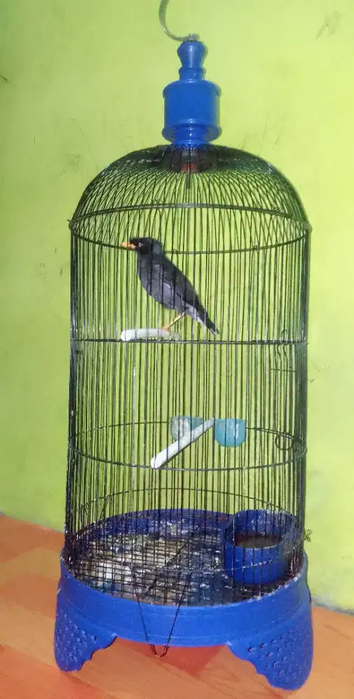 Jalak Kebo + kandang