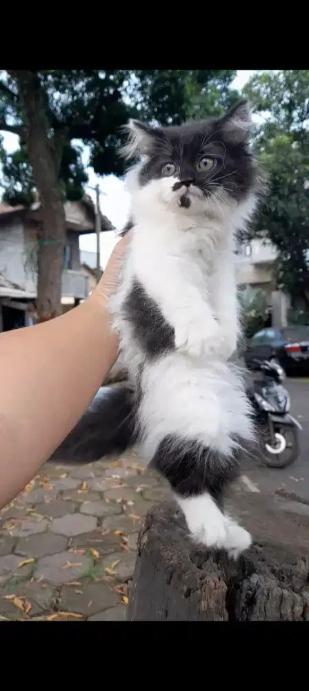 Anak kucing British Shorthari mix