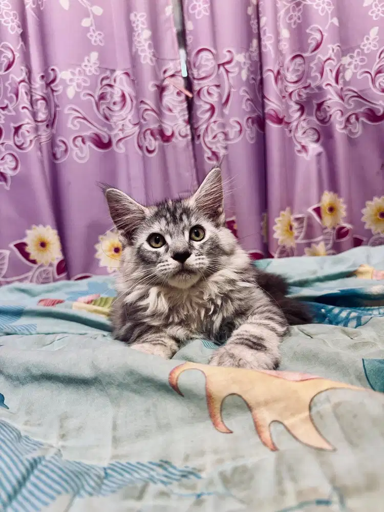 Kitten Female Mainecoon Maine Coon Parent Pedigree CFA