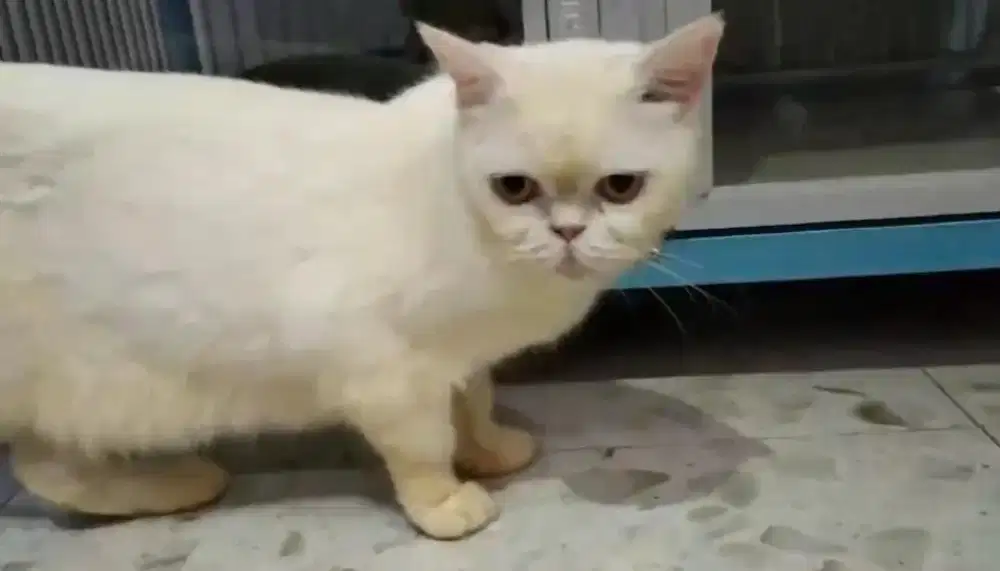 British short hair bsh