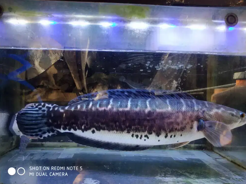 Ikan tomang size 70 cm