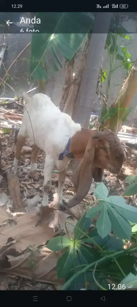 kambing jawa randu