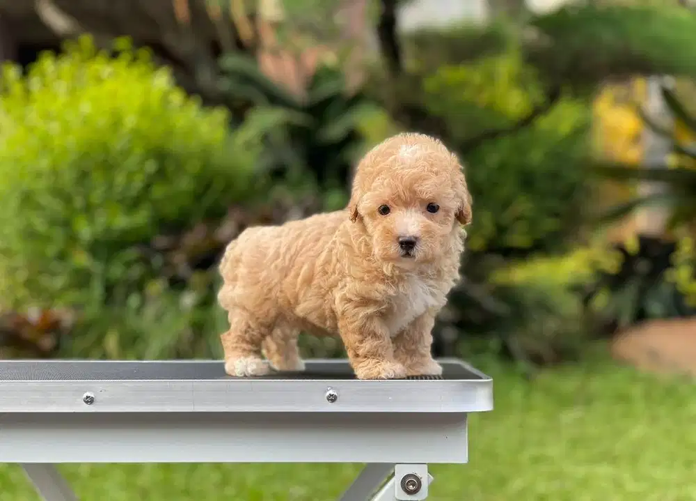 Anjing poodle Tiny