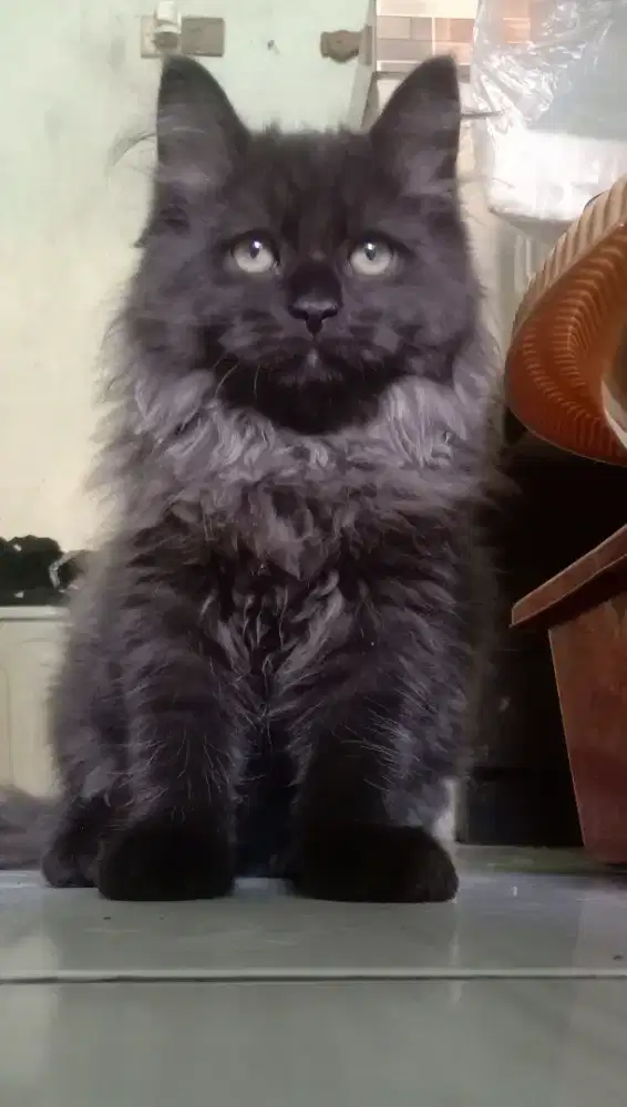 Persia kitten kucing black smoke 2,5 bln