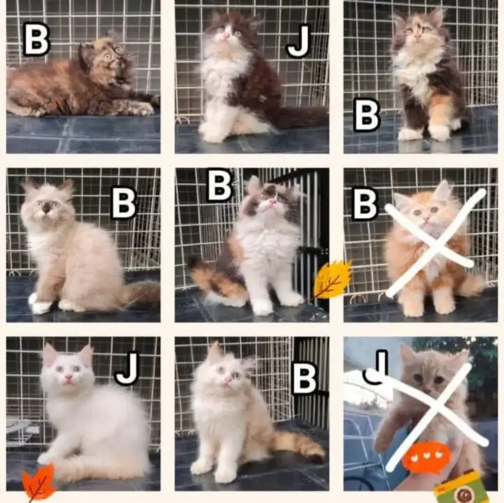 kitten gemoy 2,5bln super gembul